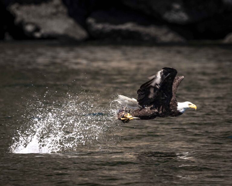 A sea eagle taking a fish from the surface
