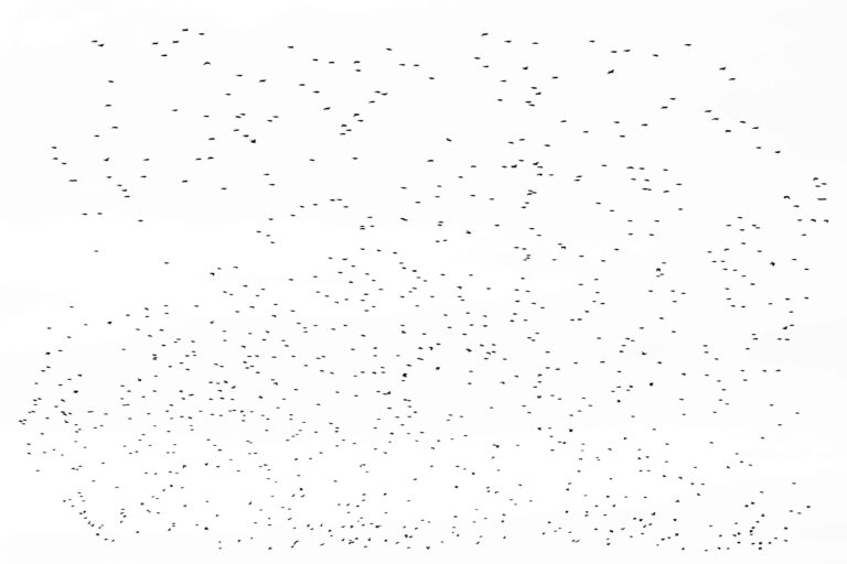 A scattered flock of birds against a white sky